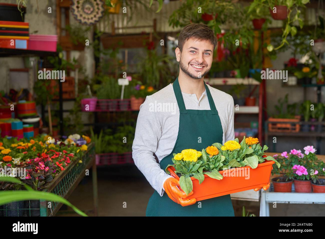Der junge Mann als GärtnerAuszubildender trägt Pflanzen im Blumentopf