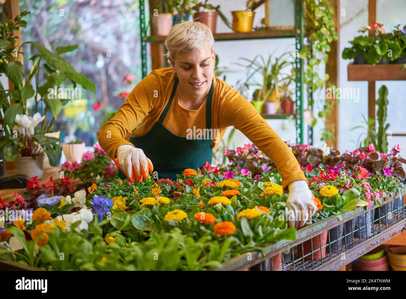 Junge Frau Gärtnerin kümmert sich um Pflanzen-Sortiment in der Gärtnerei Stockfoto