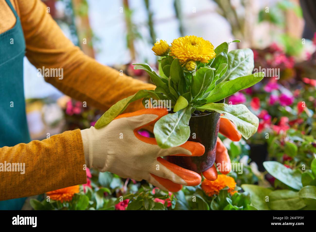 Blumenhändler oder Gärtner mit Handschuhen im Blumenladen hält eine Zimmerpflanze in den Händen Stockfoto
