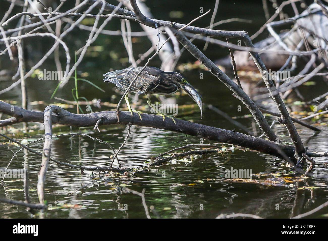 Manila, Philippinen. 4. Oktober 2022. Ein Nachtreiher isst Fisch in der Provinz Bulacan, Philippinen, 4. Oktober 2022. Am Dienstag war der Welttiertag. Quelle: Rouelle Umali/Xinhua/Alamy Live News Stockfoto