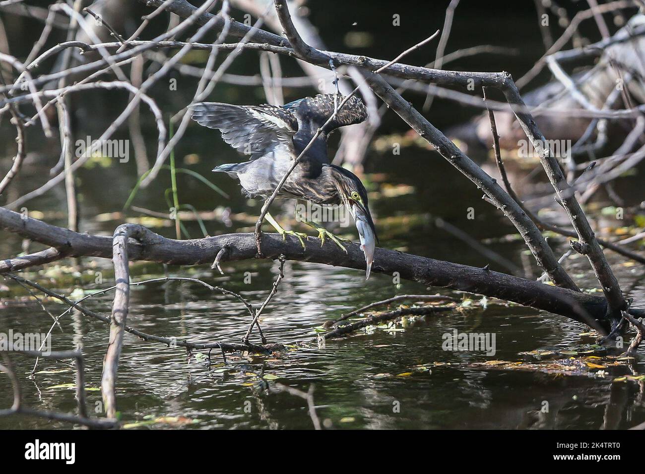 Manila, Philippinen. 4. Oktober 2022. Ein Nachtreiher isst Fisch in der Provinz Bulacan, Philippinen, 4. Oktober 2022. Am Dienstag war der Welttiertag. Quelle: Rouelle Umali/Xinhua/Alamy Live News Stockfoto