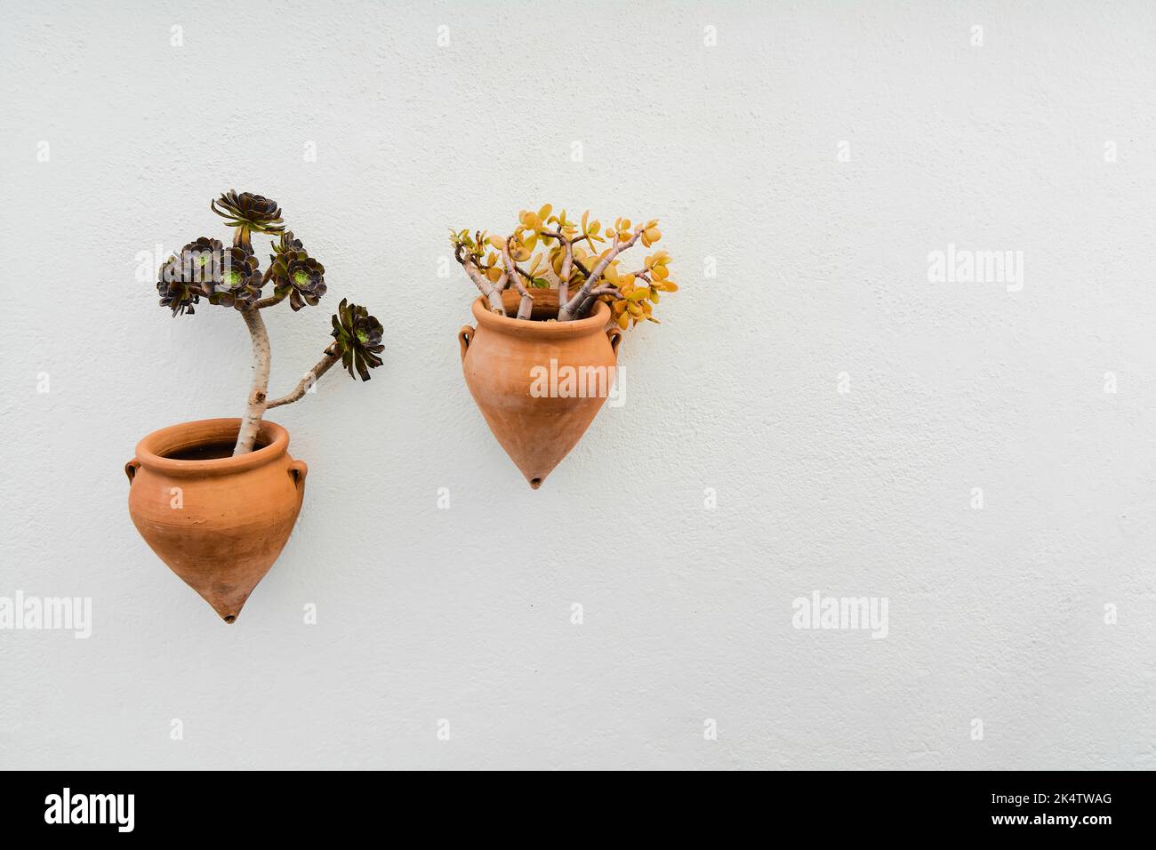 Aeonium arboreum und casula ovala in Töpfen Stockfoto