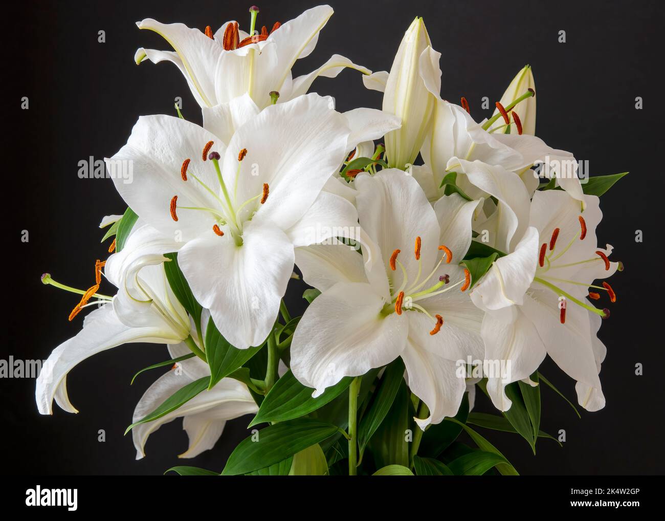 Eine lebendige, attraktive und kraftvoll duftende Anordnung von geschnittenen Lilienblüten. Stockfoto
