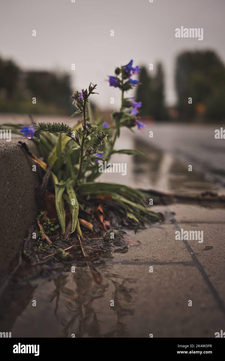 Eine vertikale Nahaufnahme von wunderschönen violetten Blumen, die an einem regnerischen Tag an einer Straßenrand wachsen Stockfoto