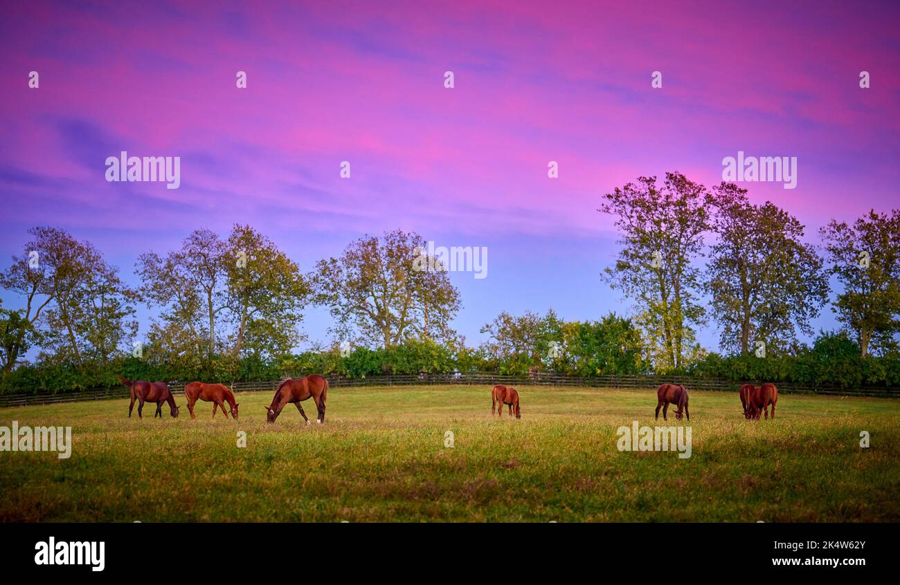 Vollblutpferde grasen mit bunten Abendwolken. Stockfoto