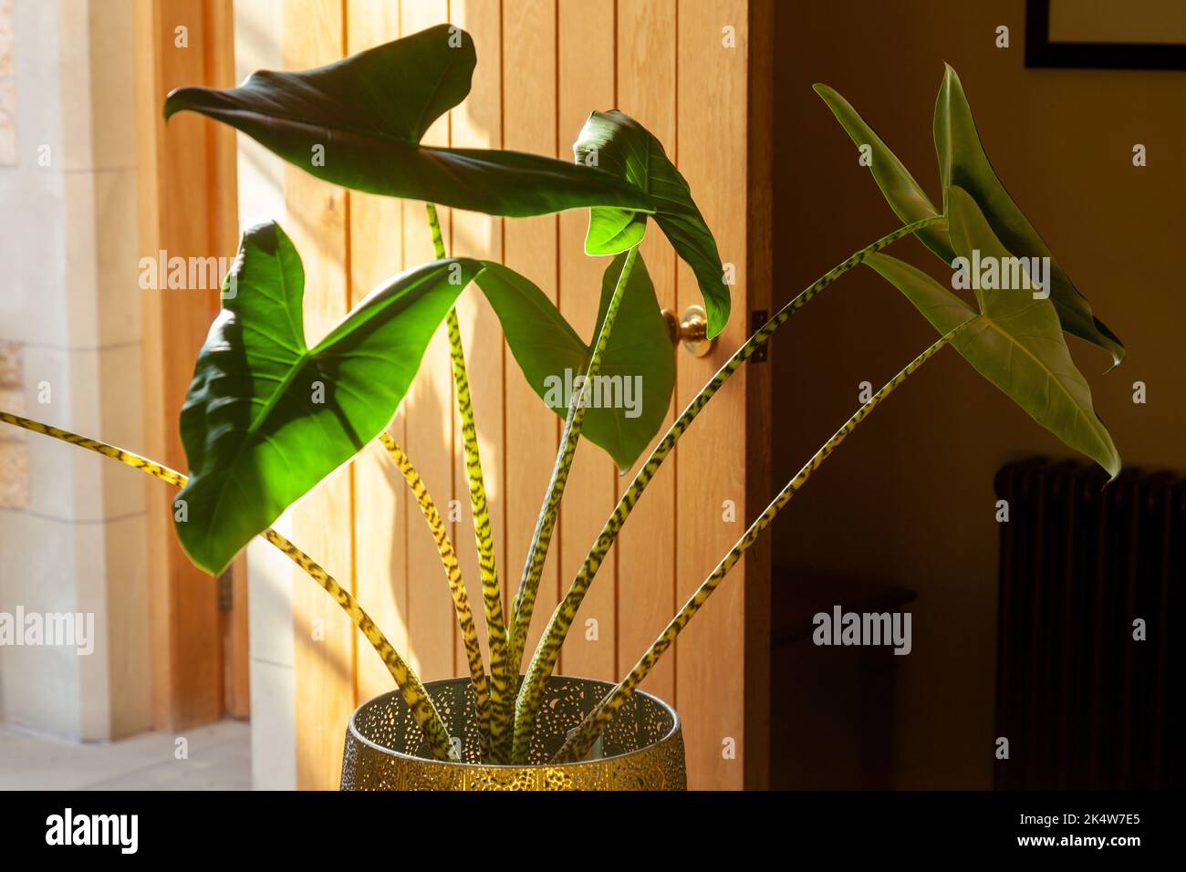 Alocasia zebrina ist eine wunderschöne tropische Pflanze. Seine großen Blätter stechen wirklich hervor, aber auch seine schönen Zebra-ähnlichen Stängel Stockfoto