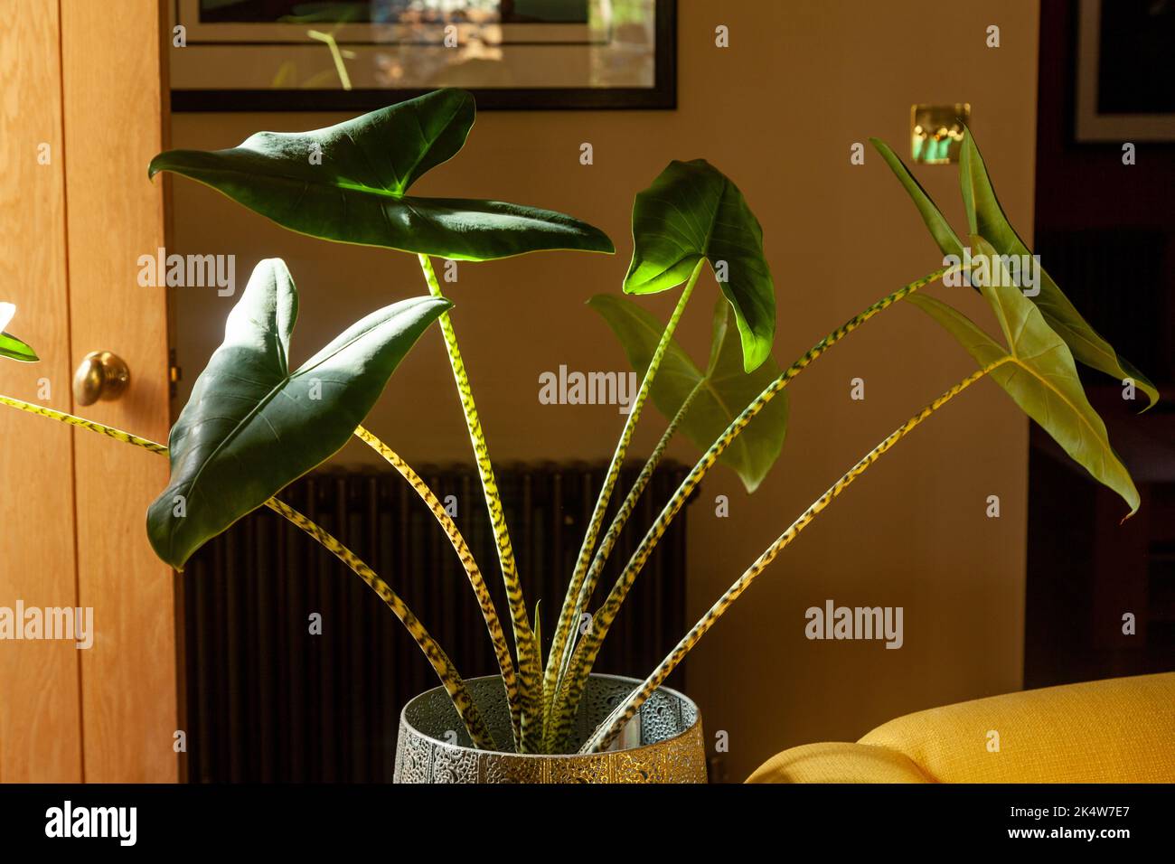 Alocasia zebrina ist eine wunderschöne tropische Pflanze. Seine großen Blätter stechen wirklich hervor, aber auch seine schönen Zebra-ähnlichen Stängel Stockfoto