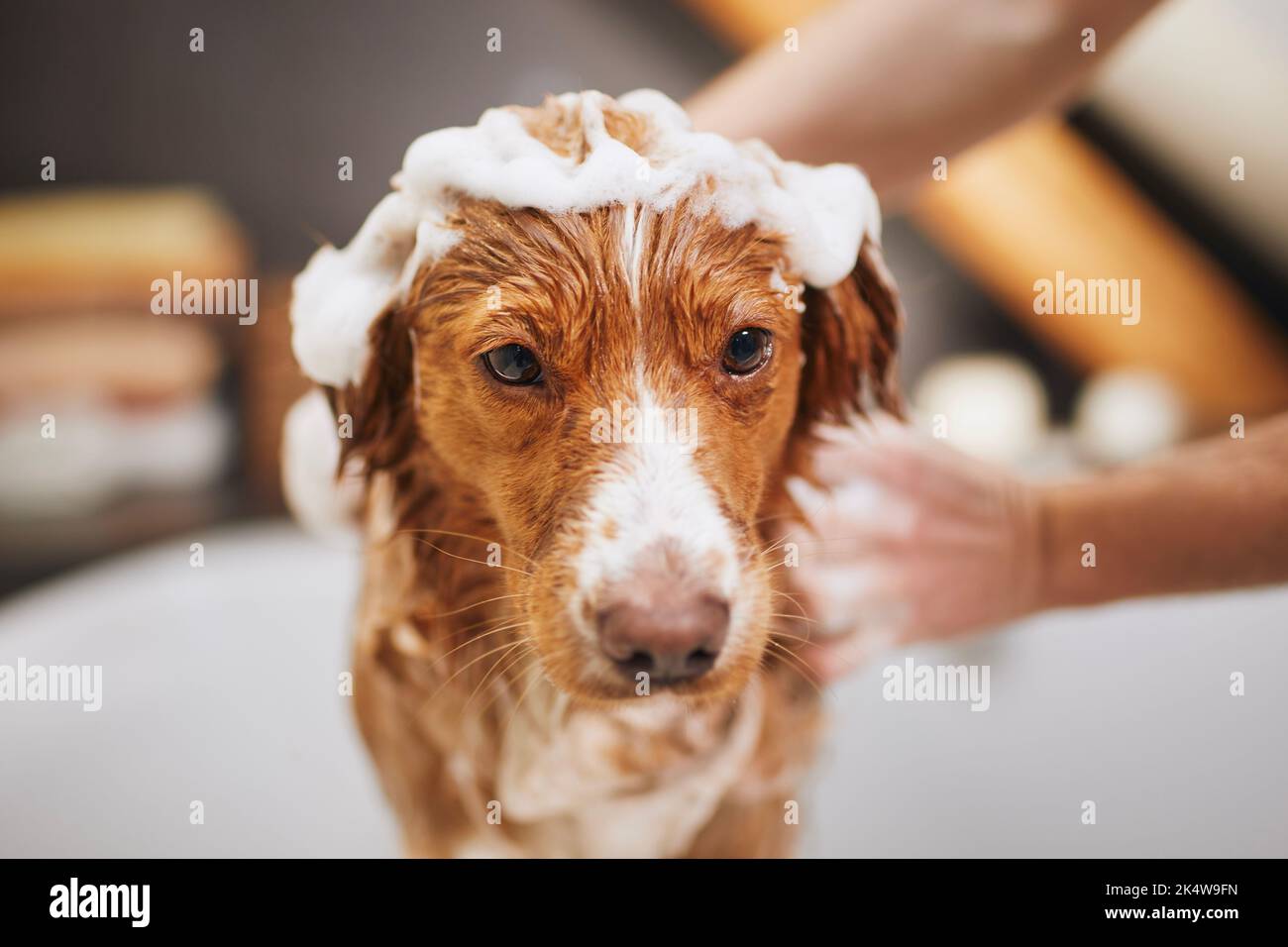 Hund nimmt Bad zu Hause. Baden von Nova Scotia Duck Tolling Retriever. Stockfoto