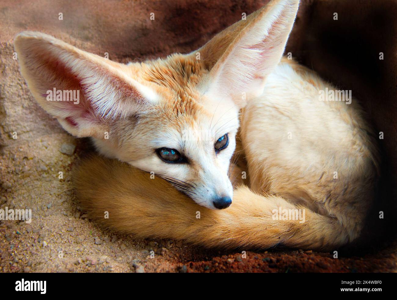 Porträt eines Fennec-Fuchses im Sand, Südafrika Stockfoto