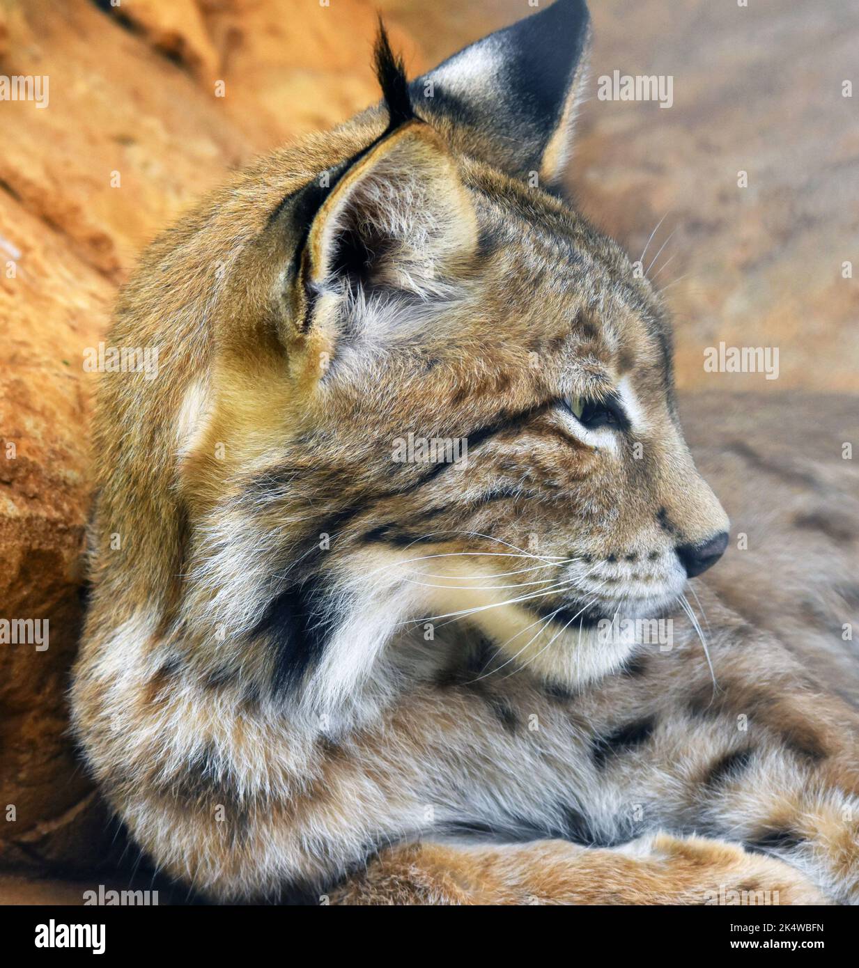 Nahaufnahme eines Lynx, der auf einem Felsen liegt, Südafrika Stockfoto