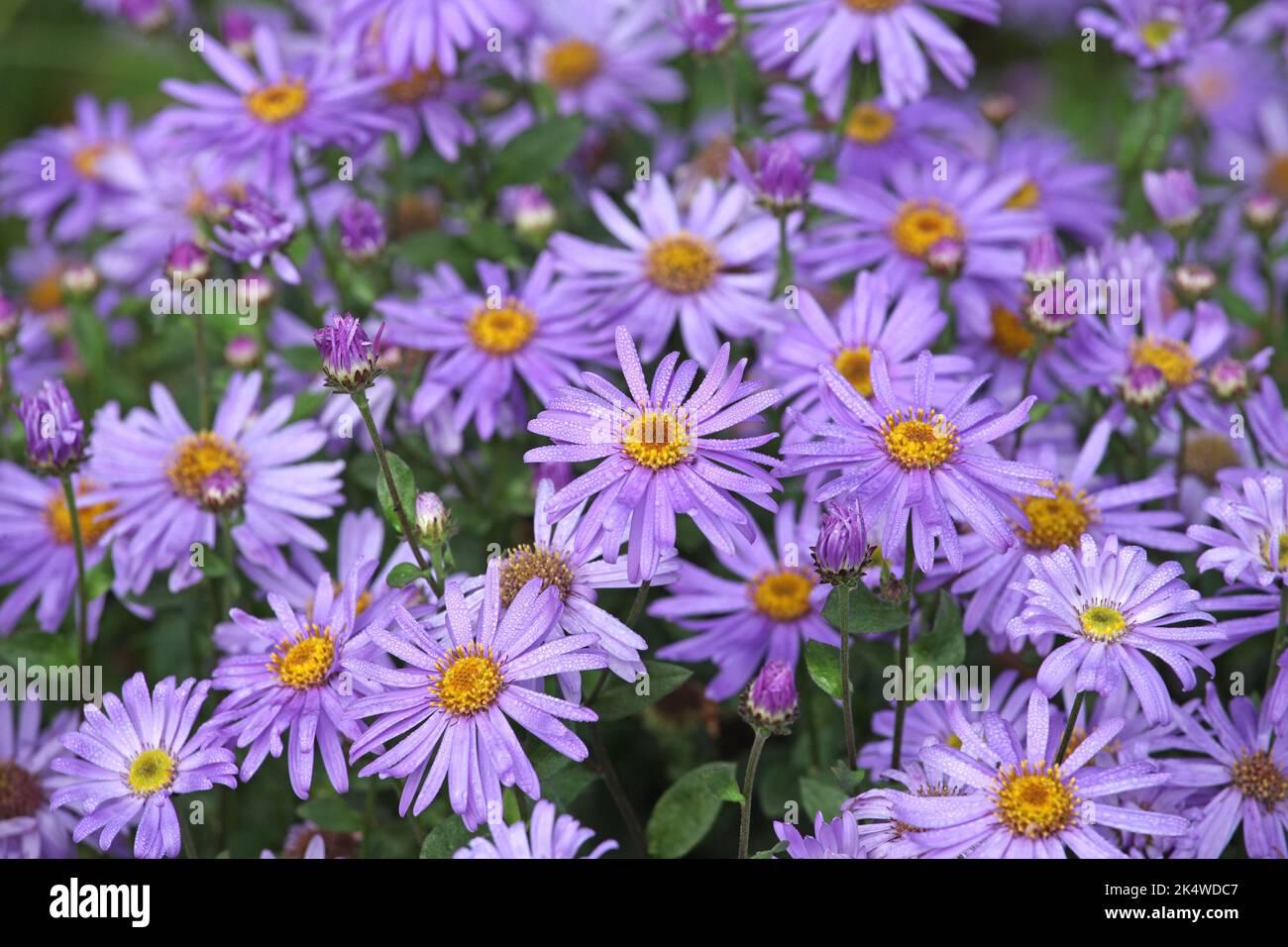 Aster frikartii 'Jungrau' in Blüte. Stockfoto