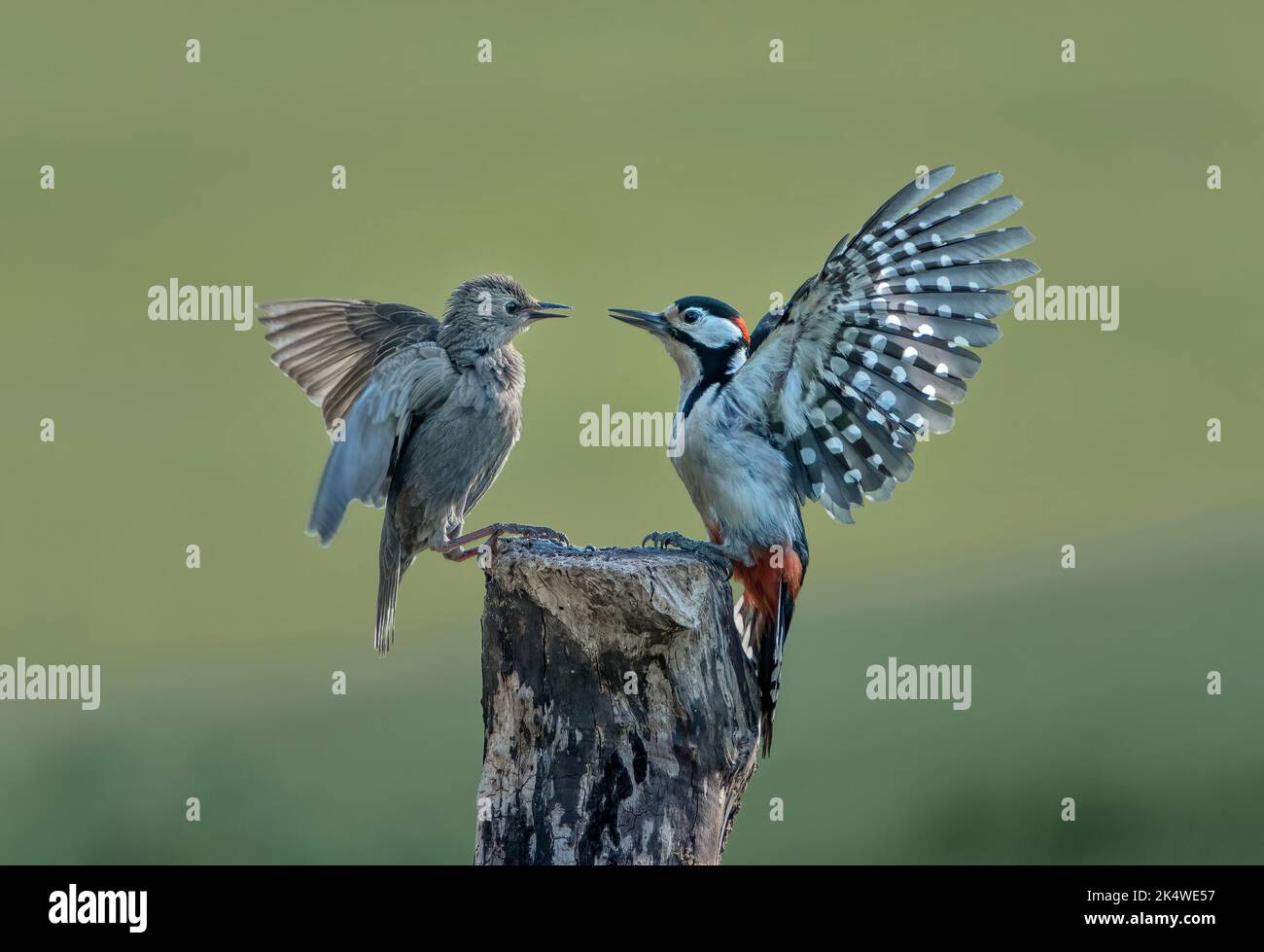 Buntspecht, Dendrocopos Major und Starling, Sturnus vulgaris, Dispute, Lancashire, Großbritannien Stockfoto