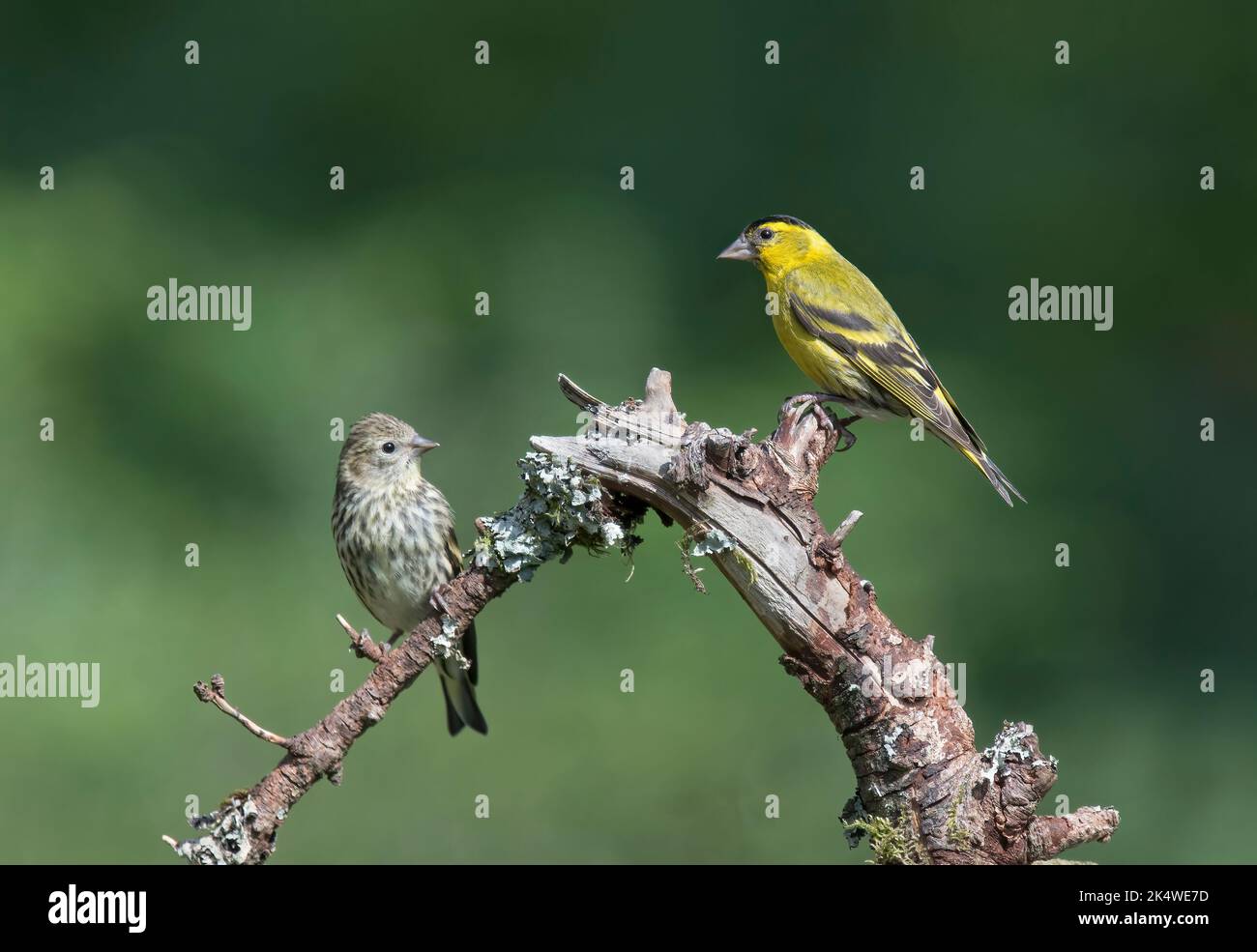 Eurasia Siskin, Carduelis spinus, weibliches Paar, Dumfries, Schottland Stockfoto