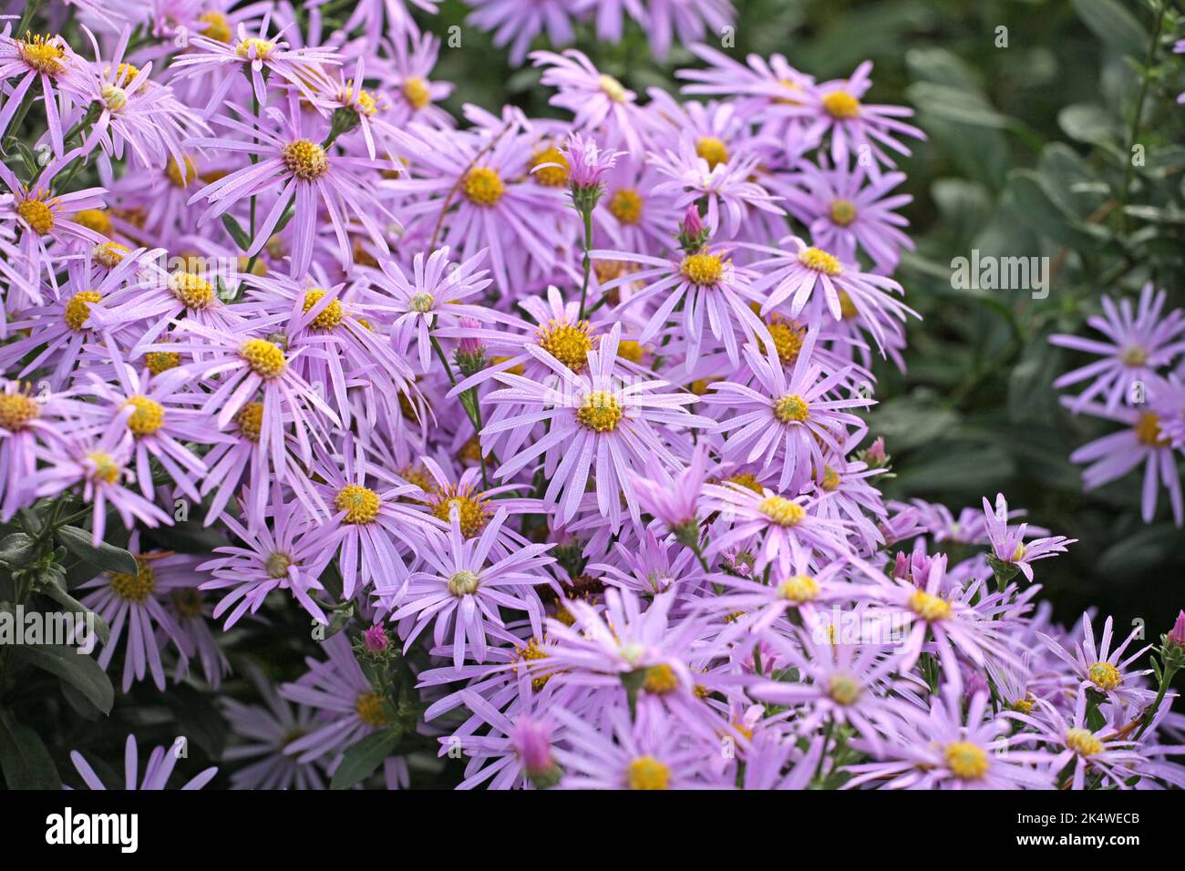 Aster 'Cotswold Gem' in Blüte. Stockfoto