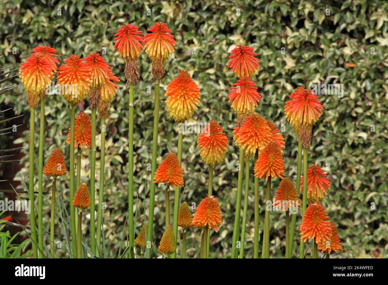 Kniphofia rooperi, Roopers rot-heißes Poker in Blüte. Stockfoto