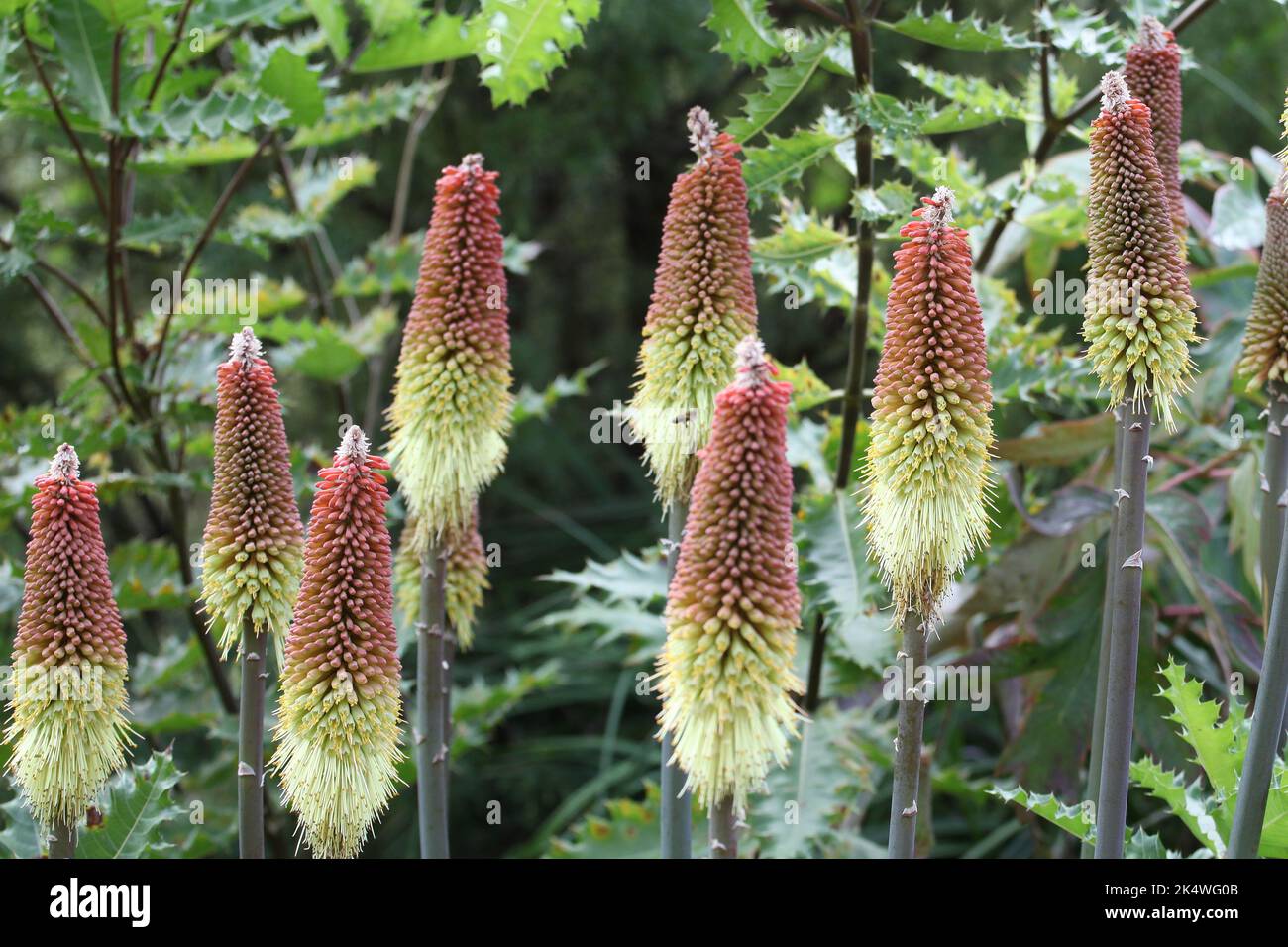 Kniphofia caulescens 'Oxford Blue' rot heißen Poker in Blüte. Stockfoto