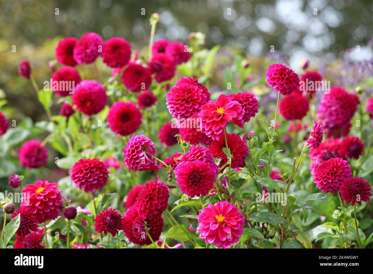 Dahlia 'Blyton Royal Velvet' in Blüte Stockfoto