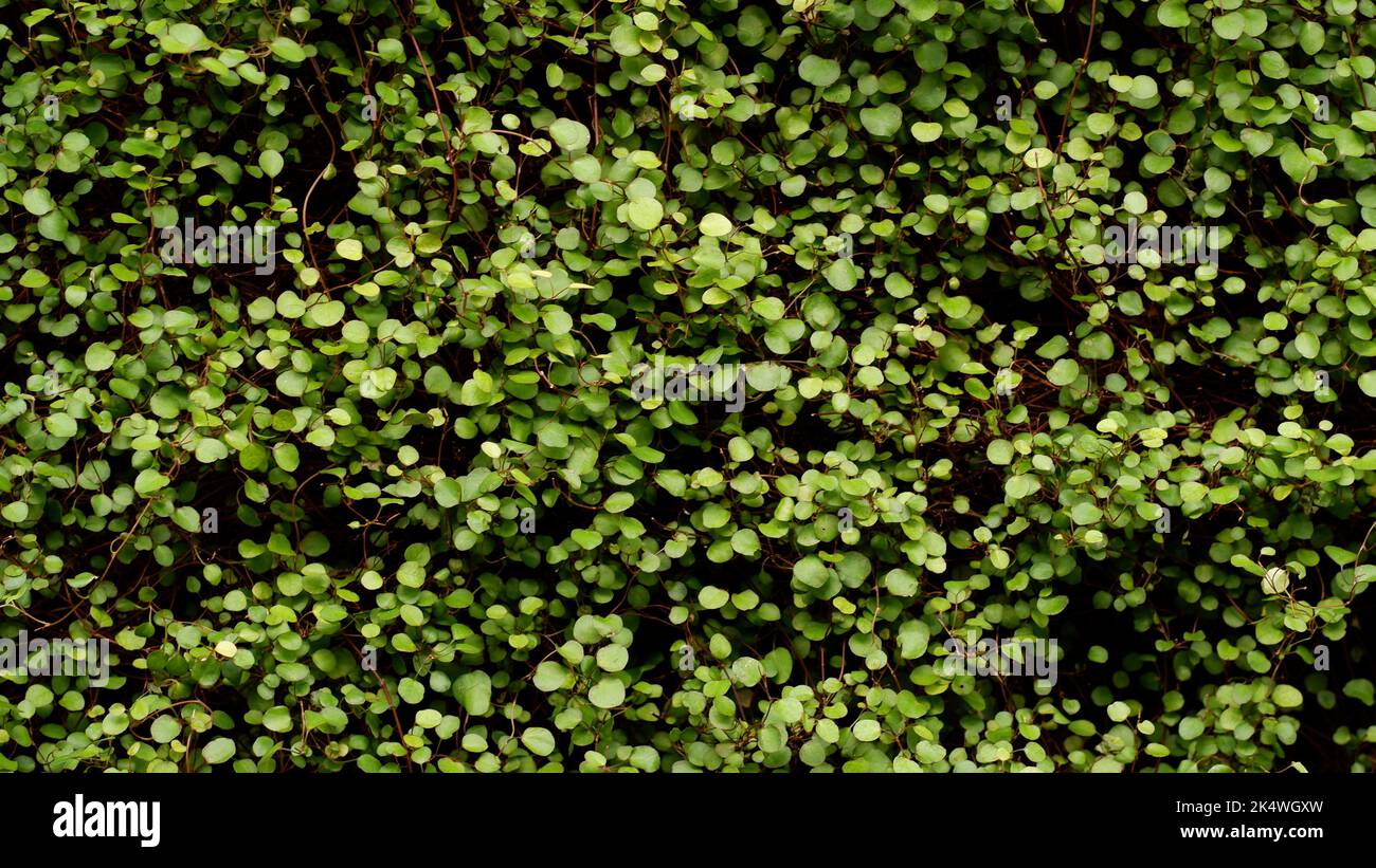 Kleine grüne Blätter schaffen einen natürlichen grünen Hintergrund. Natürliche grüne Gras Abdeckung. Stockfoto