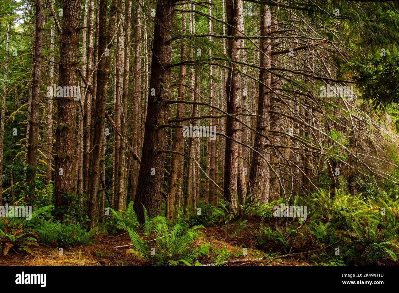 Im Redwood Forest unter dem Riesenmammutbaum Stockfoto