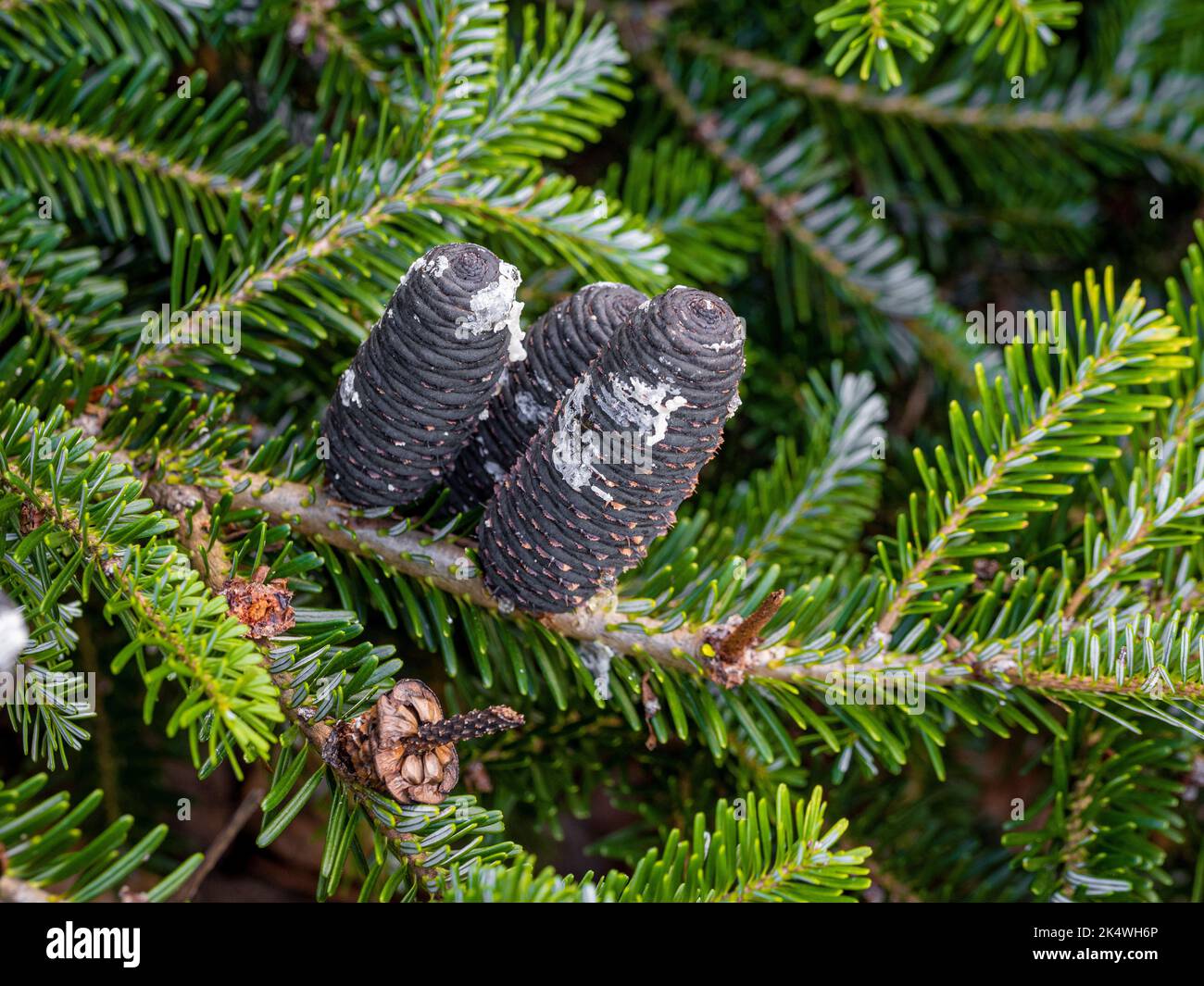 Nahaufnahme der dunkelgrauen, fast schwarzen Tannenzapfen des koreanischen Tannenbaums, der in einem britischen Garten wächst. Stockfoto