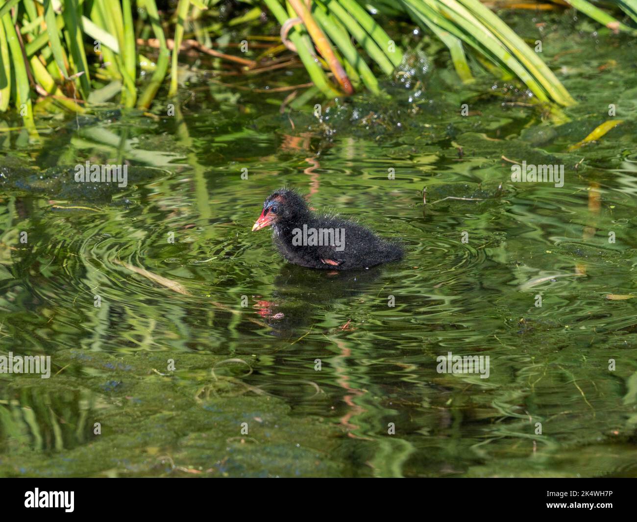 Moorhen Küken, im Wasser, in der Nähe des Ufers eines britischen Sees. Stockfoto