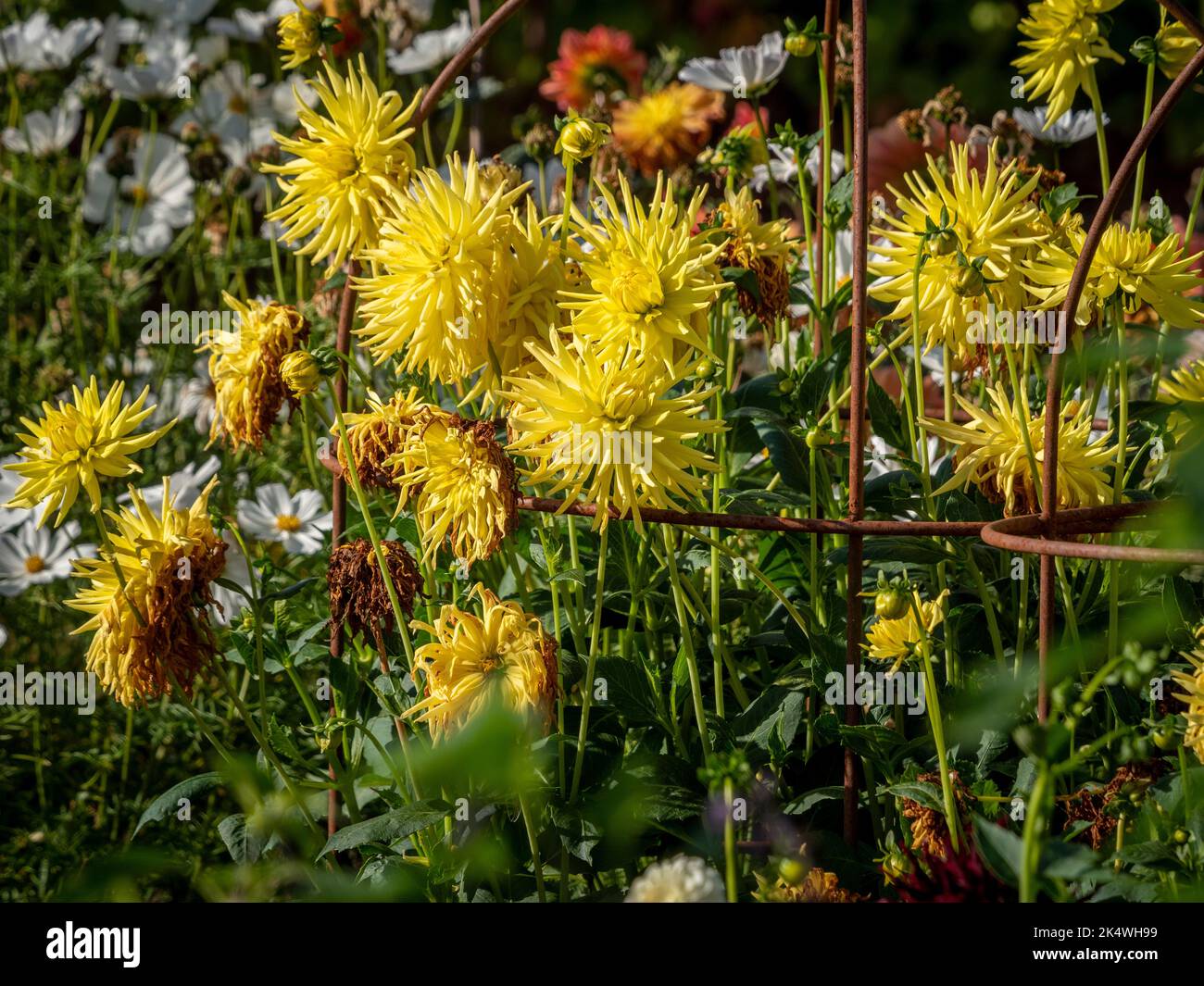 Gelbe Halbkaktus-Dahlien, die in einem britischen Garten in einer Dürre wachsen und von rostigen Metallpflanzen unterstützt werden. Stockfoto