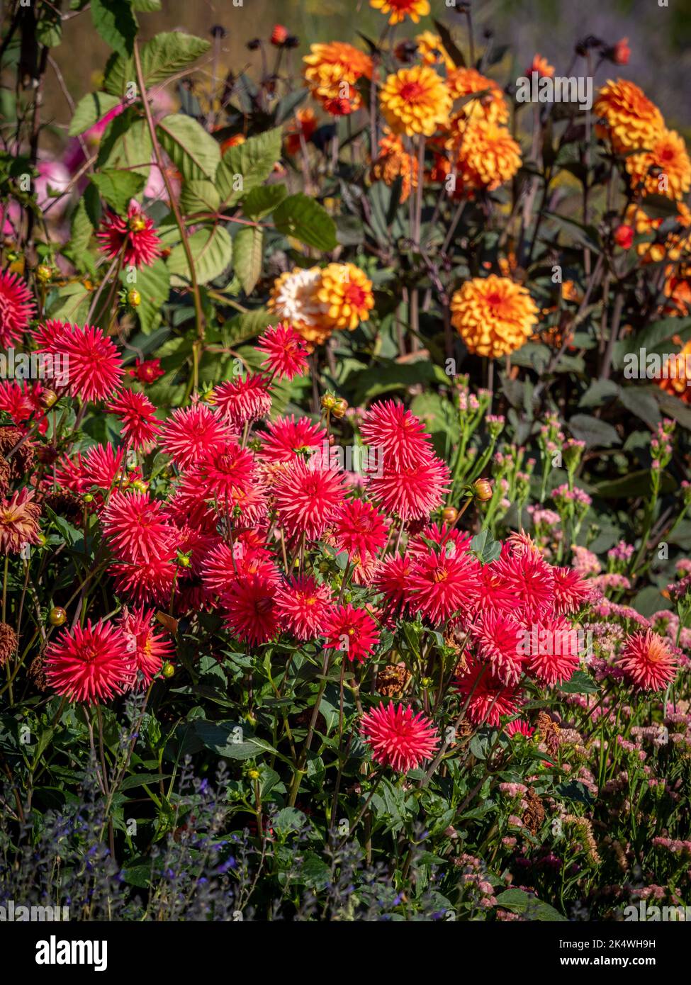 Rote und orangefarbene Dahlien wachsen in einem britischen Garten. Stockfoto