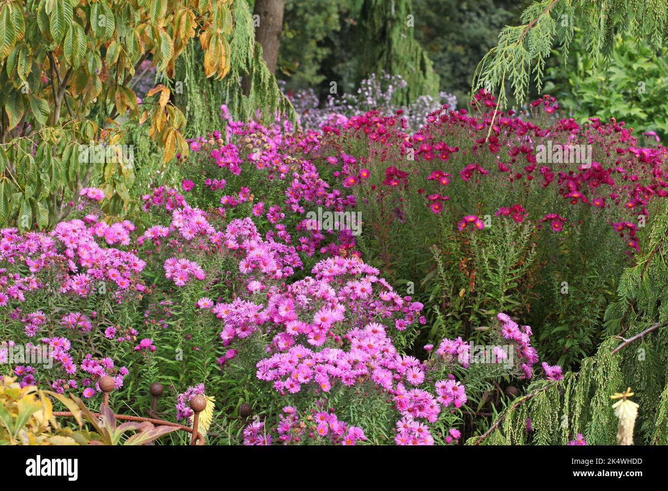 Farbenfrohe Astern aus Neuland in Blüte Stockfoto