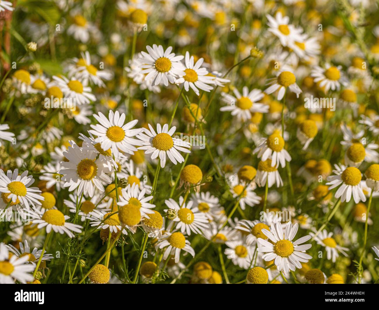 Ochsen-Auge Gänseblümchen auf einer Wiese wächst. Stockfoto