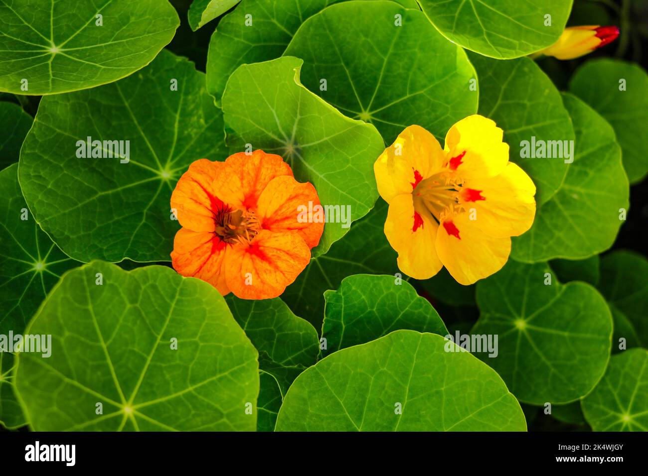 Eine Nahaufnahme von leuchtend orangefarbenen Nastursien, die im Landgarten blühen Stockfoto