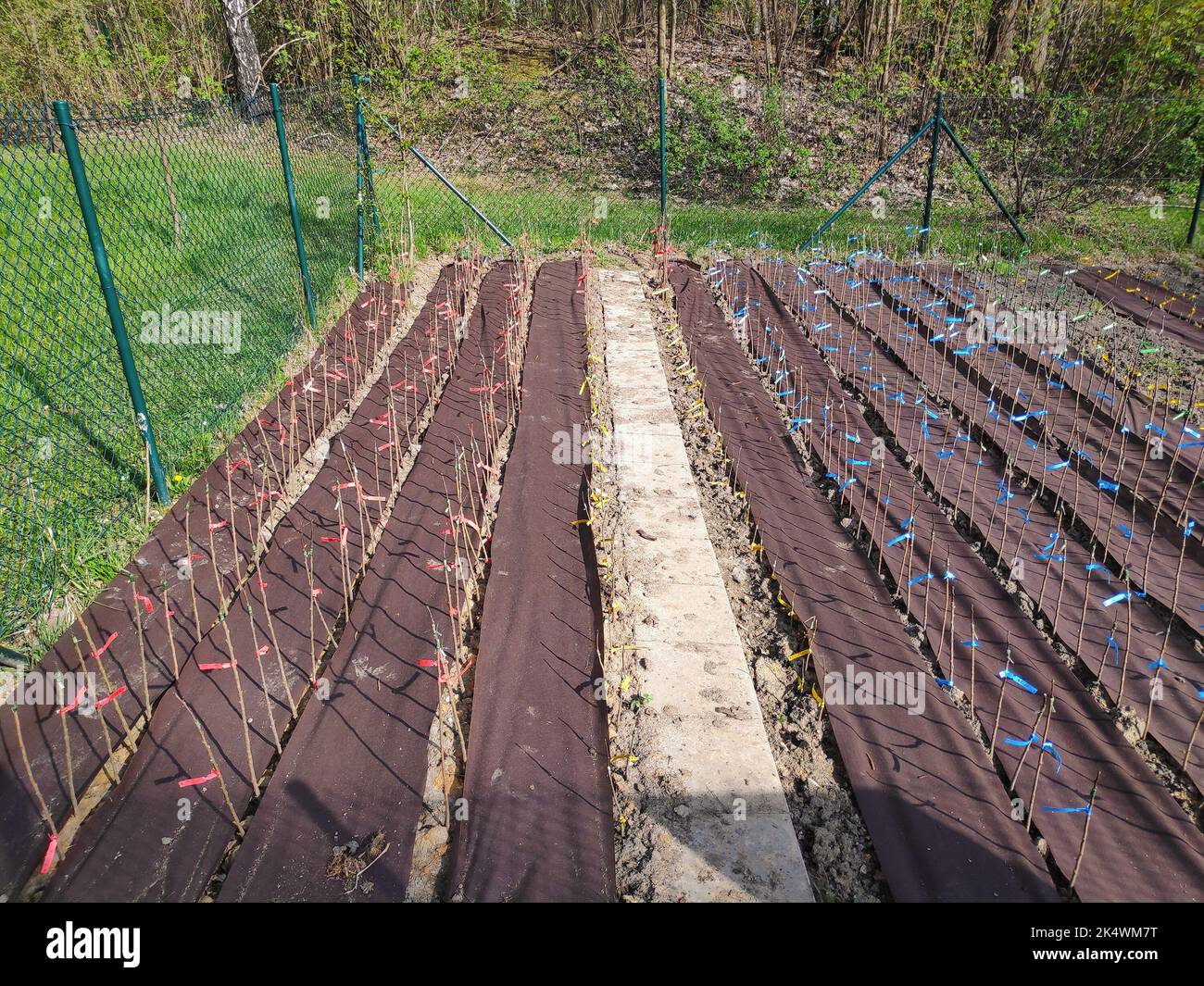 Baumschule für Heidelbeeren in einem umzäunten Garten in Polen. Stockfoto