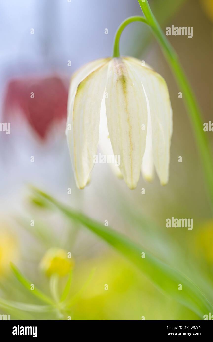 Blühende Schachbrettblume, Schachblume oder Pfuschei - Fritillaria Meleagris - an Einem sonnigen Frühlingstag. Stockfoto