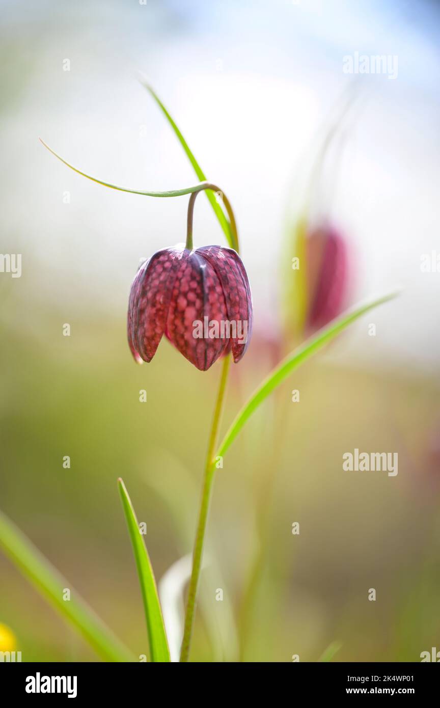 Blühende Schachbrettblume, Schachblume oder Pfuschei - Fritillaria Meleagris - an Einem sonnigen Frühlingstag. Stockfoto