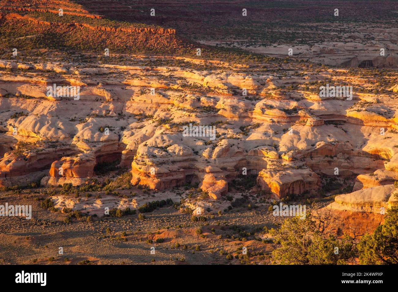 Blick auf den Needles District von Canyonlands NP bei Sonnenaufgang vom Big Pocket Overlook auf Cathedral Point. Utah. Stockfoto