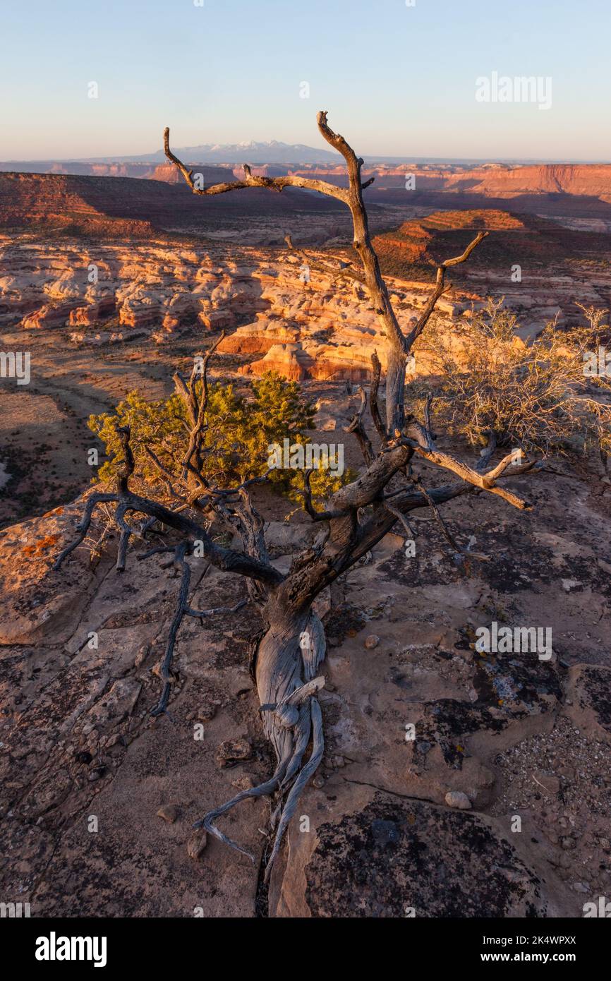 Blick auf den Needles District von Canyonlands NP bei Sonnenaufgang vom Big Pocket Overlook auf Cathedral Point. Utah. Dahinter befindet sich die schneebedeckte La Sal Moun Stockfoto