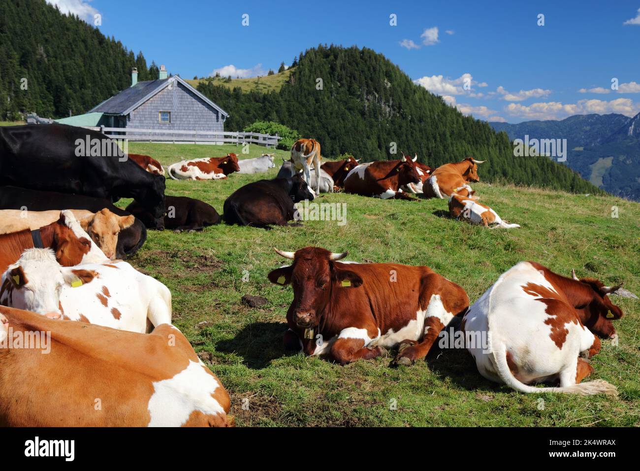 Kühe der rasse simmentaler auf der weide -Fotos und -Bildmaterial in ...