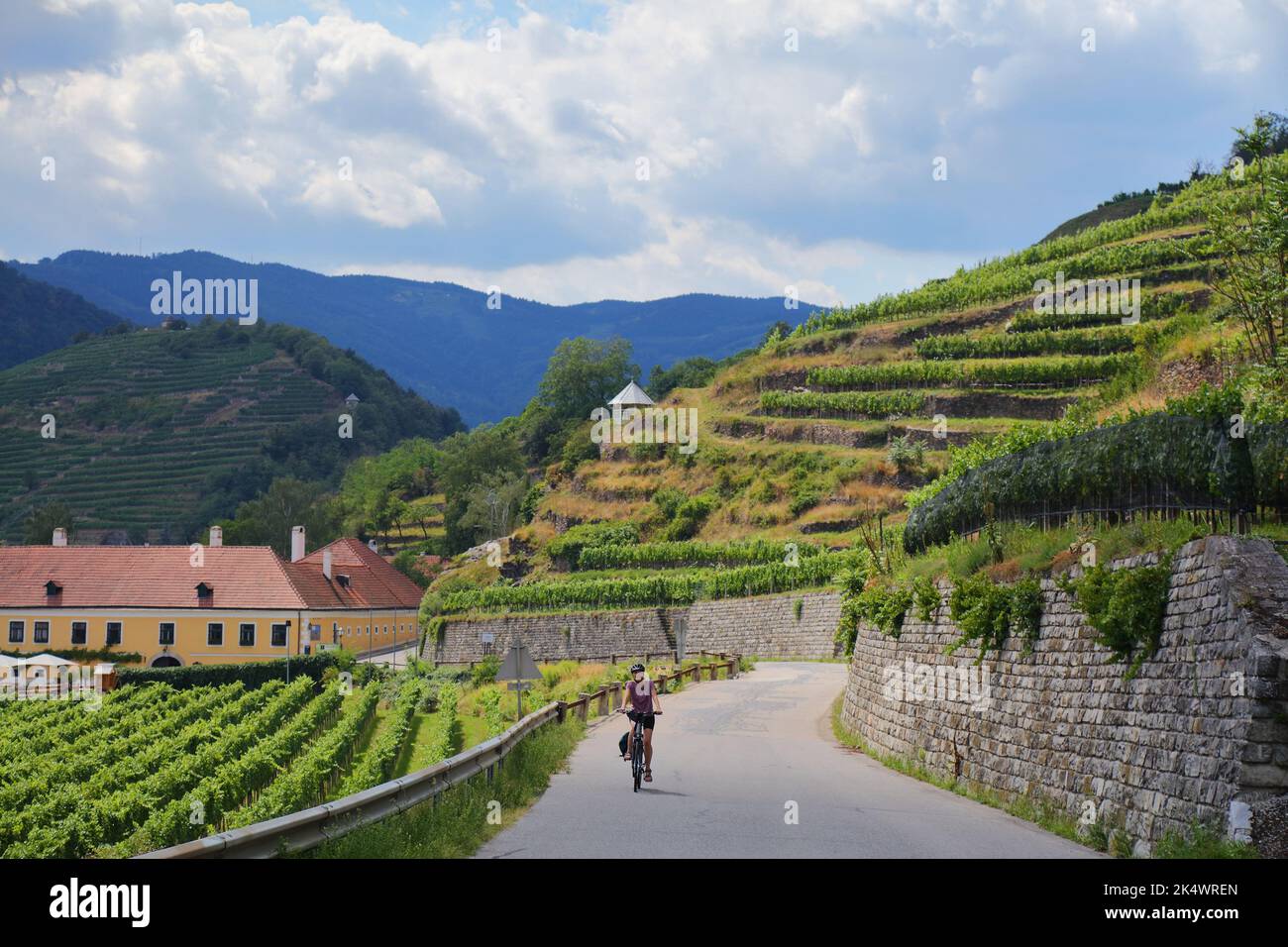 Fahrradtourist zwischen Weinbergen in Österreich Wachau Weinregion. Donauradweg (Donau-Radweg) bei Spitz. Stockfoto