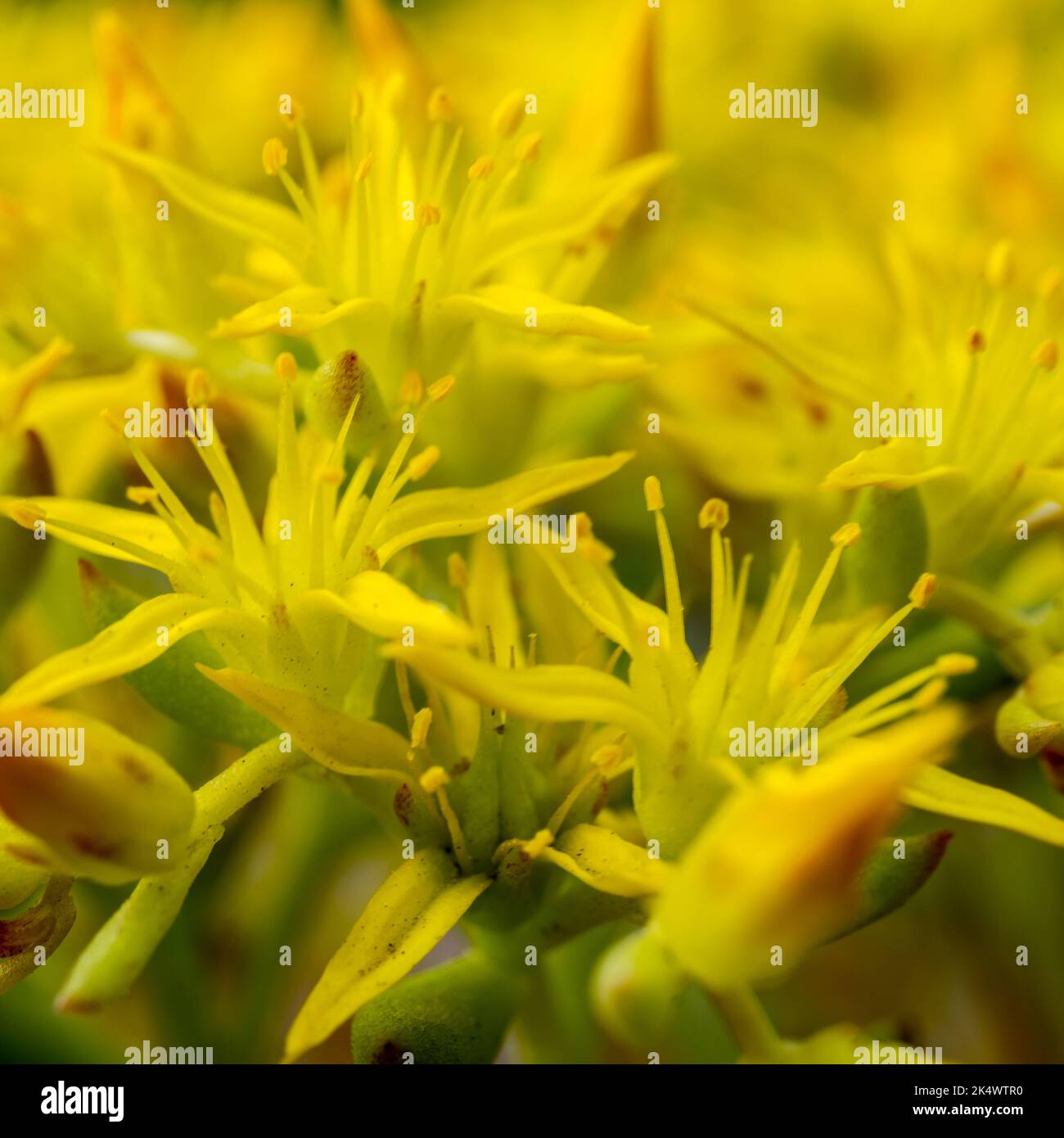Kleine Details von Yellow Stonecrop Flowers blühen im Sommer im Rocky Mountain National Park Stockfoto
