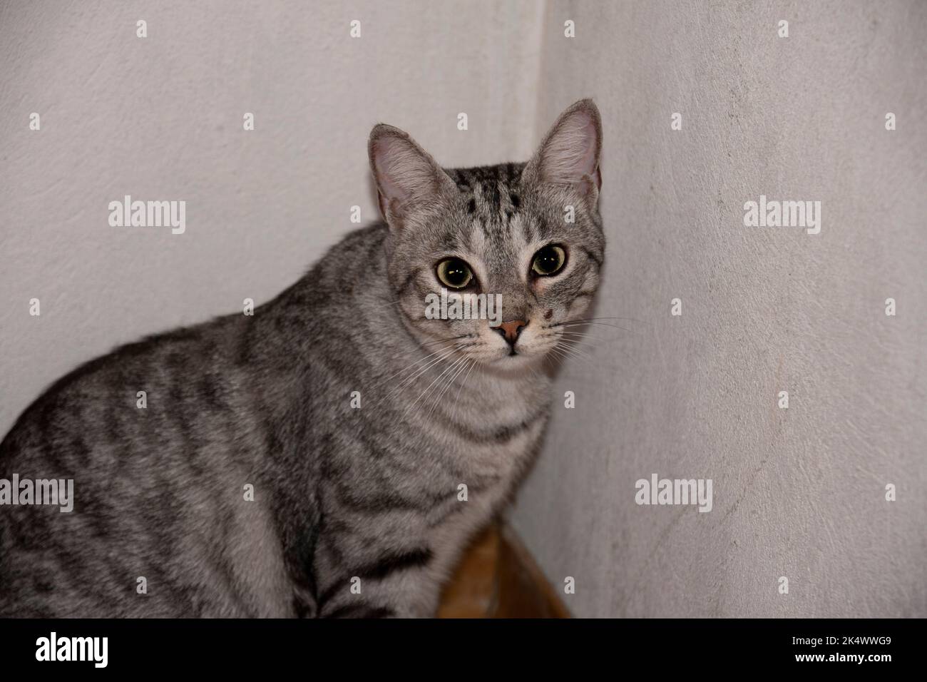 Nahaufnahme eines niedlichen neugierigen Hauskatzen Stockfoto