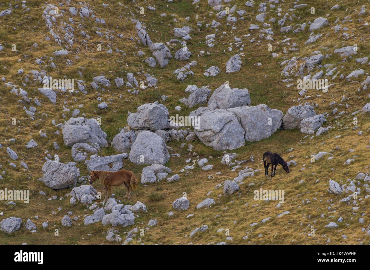 Pferde grasen in den Bergen in freier Wildbahn Stockfoto