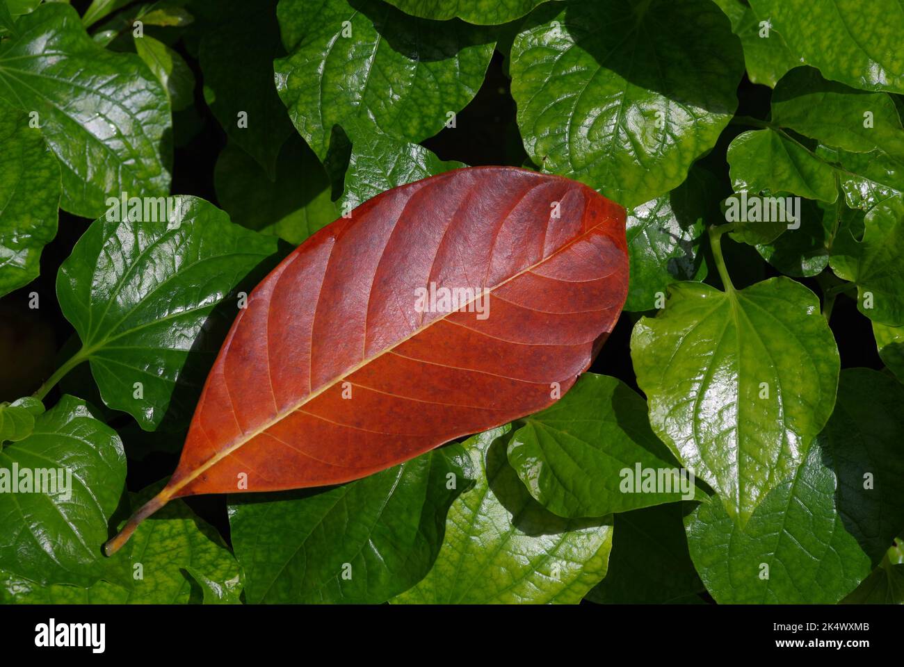 Ein orange gefallenes Blatt auf den grünen Blättern Stockfoto