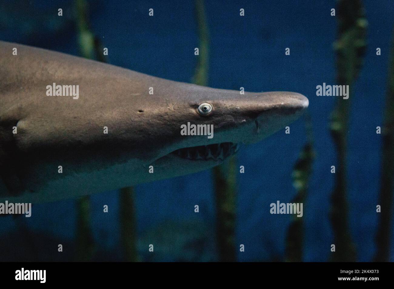 Nahaufnahme des Hai-Gesichts, das auf die Kamera schaut Stockfoto