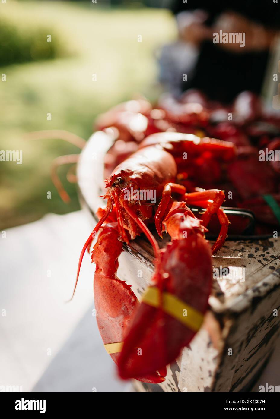Gekochter roter Hummer in einem Holzbehälter bei warmem Sonnenlicht Stockfoto
