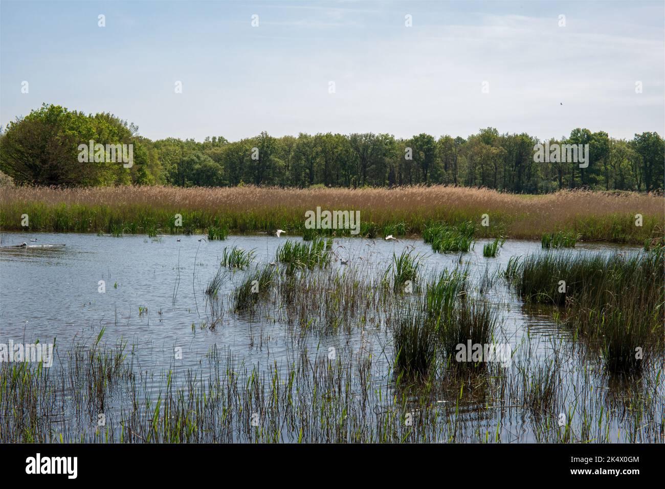 Teich des Parc Régional de la Brenne en France. Dieser Teich ist einer der 3000 anderen Teiche dieses Parc Régional. Viele Vögel finden das ganze Jahr über statt. Stockfoto