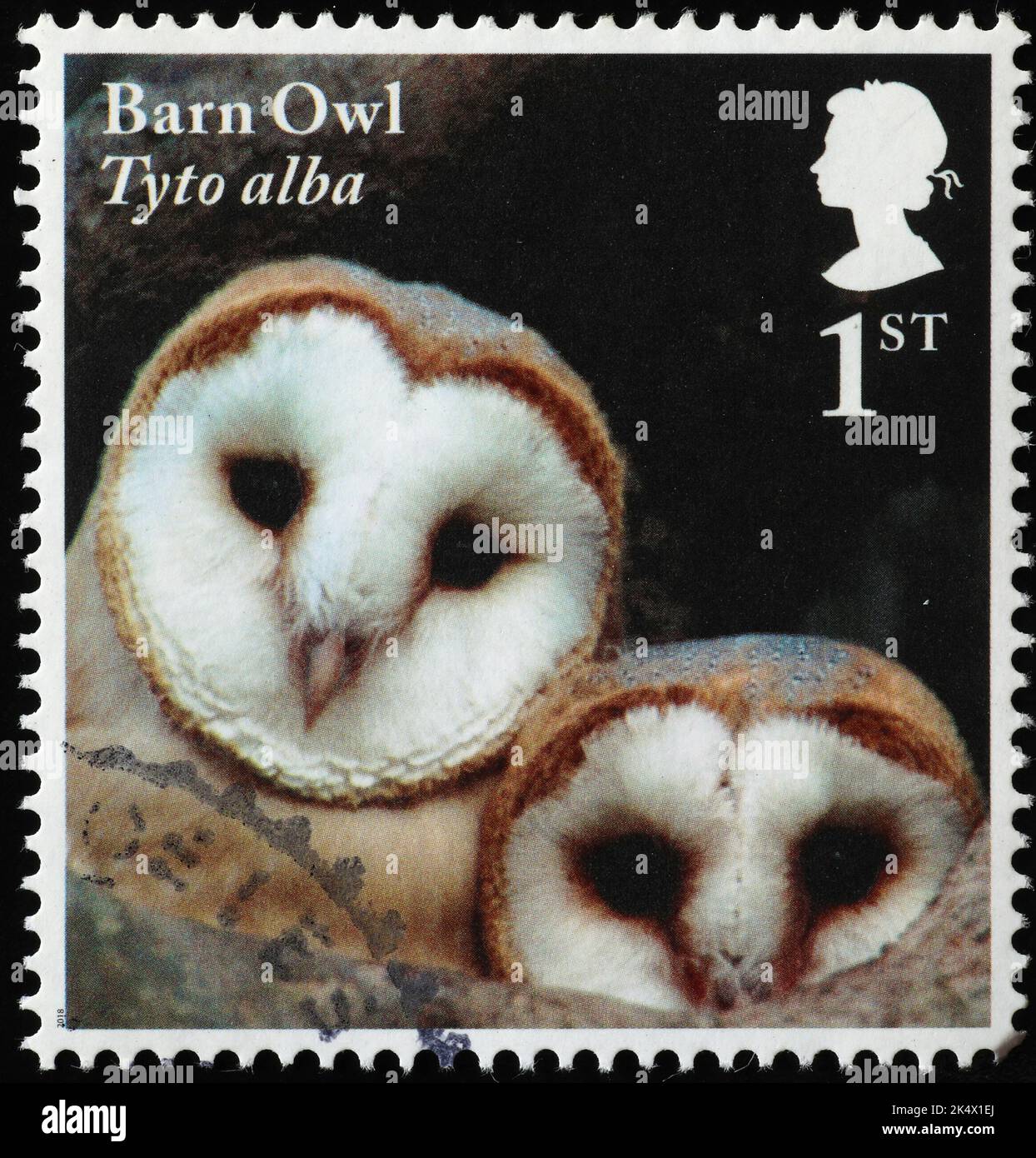 Zwei niedliche Scheuneneulen auf britischer Briefmarke Stockfoto