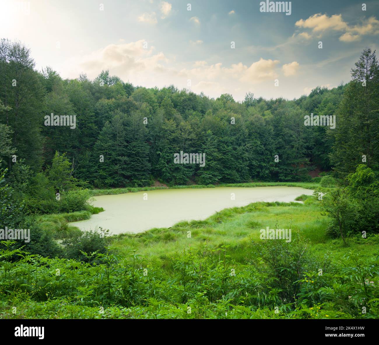 Ein kleiner See des Waldes. Grüne Bäume und ruhiger gelber See im Frühling Stockfoto