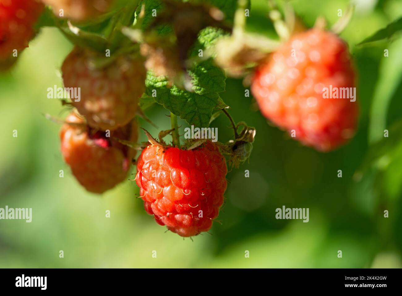 Rote Himbeere, Rubus Idaeus Stockfoto