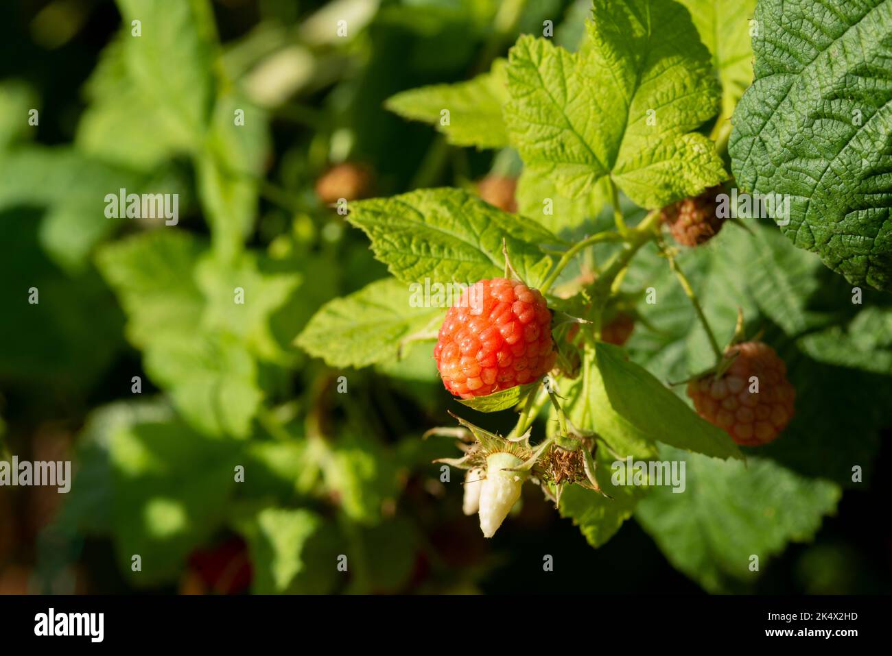 Rote Himbeere, Rubus Idaeus Stockfoto