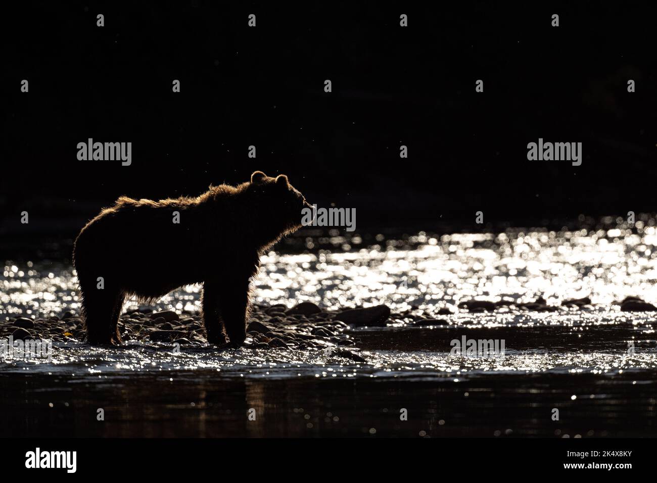 Silhouette eines Grizzlybären (Ursus arctos horribilis), der im Atnarko River an der Küste von British Columbia in Bella Coola, Kanada, steht Stockfoto