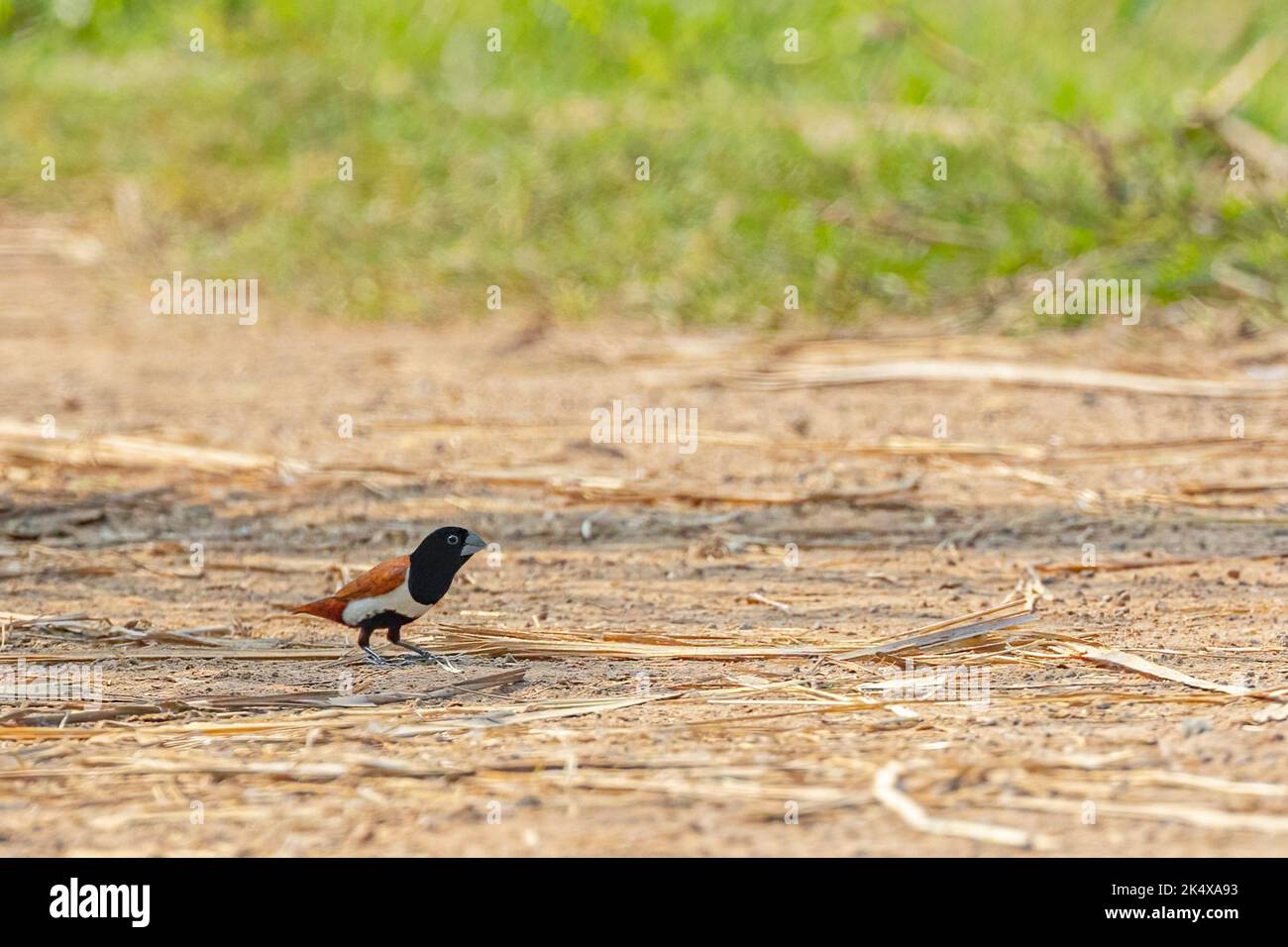 Ein dreifarbiger Munia, der auf dem Boden nach Essen sucht Stockfoto